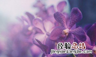 蝴蝶兰土的配制方法 蝴蝶兰的养殖土怎么配