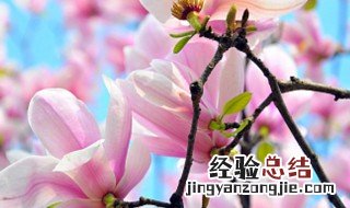 临沂市的市花是什么 新沂市市花是什么花