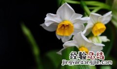 水仙移植怎么做 水仙移植到土里怎么做