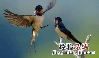 燕子飞进屋什么预兆 屋子里飞进来一只燕子有什么寓意