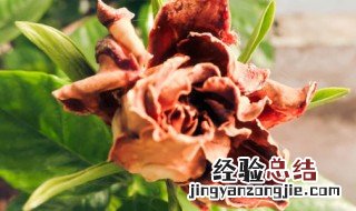 栀子花枯萎了怎么办 可以救活吗？