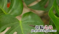 入户门口适合摆放什么植物 入户门口适合摆放什么植物图片