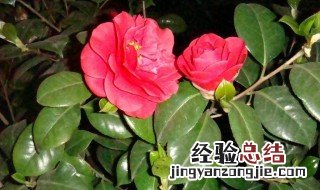 茶花叶子枯焦怎么办 把握以下应对措施