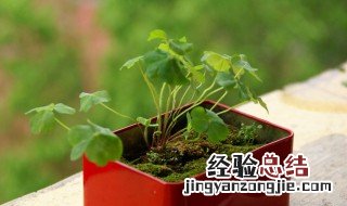 三叶草的盆栽养护方法 三叶草的养殖方法