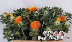 菠萝菊鲜花怎么养开花 菠萝菊鲜花如何养开花