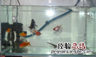 养鱼高手的方法 推荐给大家参考