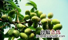 世界油王是什么植物 世界油王是属于什么植物