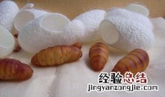 茧蛹怎么保存 这样保存吃的时候最新鲜