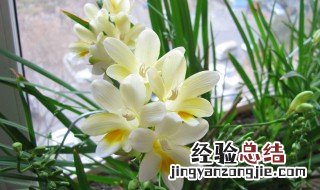 香雪兰的盆栽养护方法 香雪兰盆栽如何养殖呢