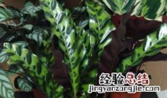 孔雀竹芋的盆栽养护方法 关于孔雀竹芋的盆栽养护方法