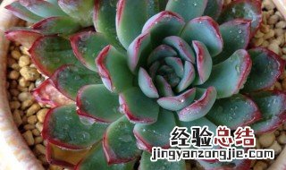 花月夜开花怎么办 花月夜开花应该怎么办