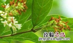 水蜡树栽种方法 如何种植水蜡树