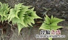 骨碎补怎么种植 骨碎补移植