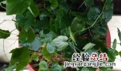 盆栽山药花可以放到室外种植吗视频 盆栽山药花可以放到室外种植吗