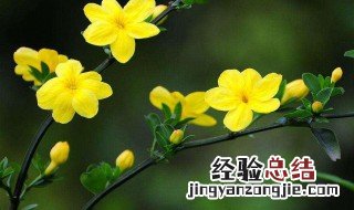 迎春花的盆栽养护方法 迎春花正确养护方法