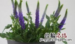 鼠尾草的盆栽养护方法 鼠尾草的盆栽养护方法介绍