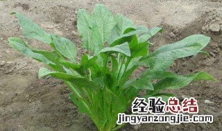 怎样种菠菜出苗快 具体需要怎么催芽呢