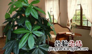 发财树放客厅什么位置最好 发财树放客厅哪里好