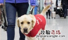 导盲犬可以上飞机吗现在 导盲犬可以上飞机吗