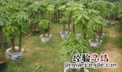 养殖植物的技巧 养殖的时候需要注意什么