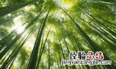 请问南方适合种植什么竹子 适合南方种植的竹子