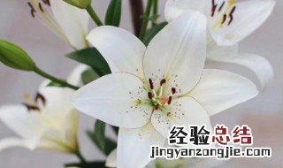 春节客厅摆什么花最好 春节客厅摆什么花最好又香又好看