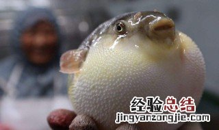 河豚鱼怎么饲养 河豚鱼怎么饲养方法