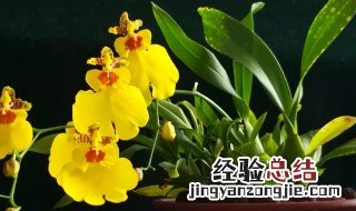 文心兰的盆栽养护方法 关于文心兰的盆栽养护方法
