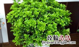 米兰的盆栽养护方法 米兰怎么盆栽养护