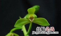 蕙兰的盆栽养护方法 蕙兰喜欢什么样的种植环境