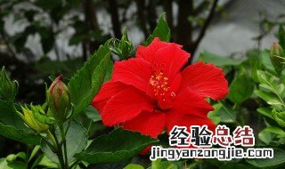 朱槿花怎么养 注意6个事项