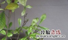 栀子花叶子枯萎了怎么办 栀子花叶子枯萎了的原因和解决方法