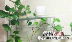 卫生间可以放什么植物除异味 卫生间可以放什么植物除异味呢