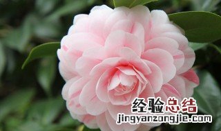 怎样养好茶花 如何养是好茶花