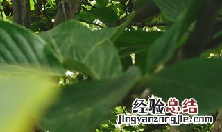 白兰花叶子变黑掉叶怎么办 白兰花叶子发黑怎么办