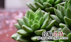 多肉植物可以放在水里养吗 多肉植物可不可以用水养