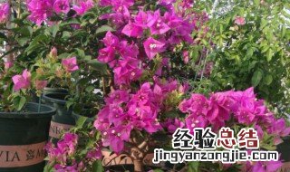 三角梅几月份开花? 厦门三角梅几月份开花?