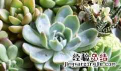 植物多肉能放卧室吗 多肉植物可以放在卧室养吗