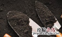 盆栽无花果树的养殖 无花果树的栽培 盆栽