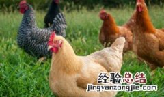 芦丁鸡为什么下软壳蛋 鸡为什么下软壳蛋