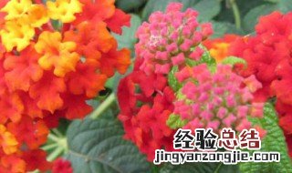 对儿红的养殖方法 对儿红怎么养殖