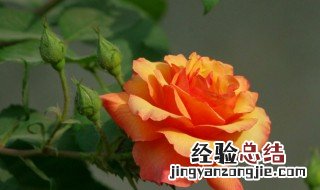 月季花可以泡脚吗 月季花可以泡脚吗有毒吗