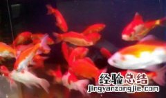 养什么风水鱼好 风水养什么鱼最旺财