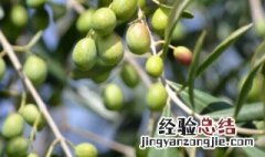 橄榄树可以插枝吗怎么养 橄榄树可以插枝吗