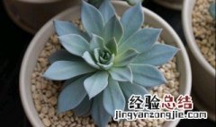 多肉植物蓝鸟怎么养护? 多肉植物蓝鸟冬天怎么养