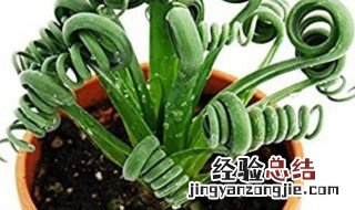 弹簧草的盆栽养护方法 关于弹簧草的盆栽养护方法