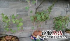 葛花的盆栽养护方法 葛花的盆栽养护方法是什么呢