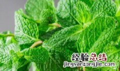 绿色植物叶子发黄怎么办 绿色植物叶子发黄是怎么回事