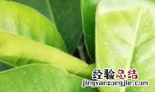 绿钻花的养殖方法和注意事项 绿钻花好养吗