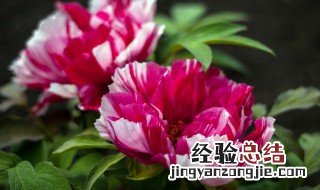 牡丹花种植方法与技巧 牡丹花种植方法和注意事项
